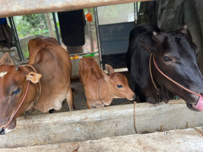 KASARAGOD DWARF ( Kullan)